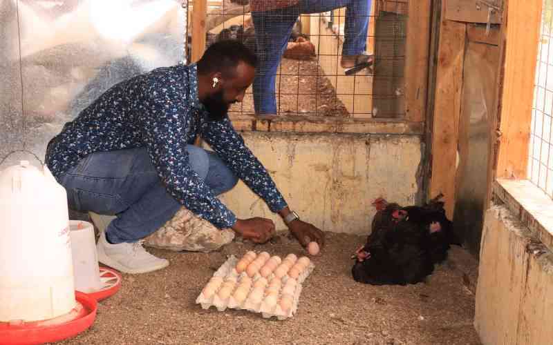  Chicken farm in Wajir shines against many odds