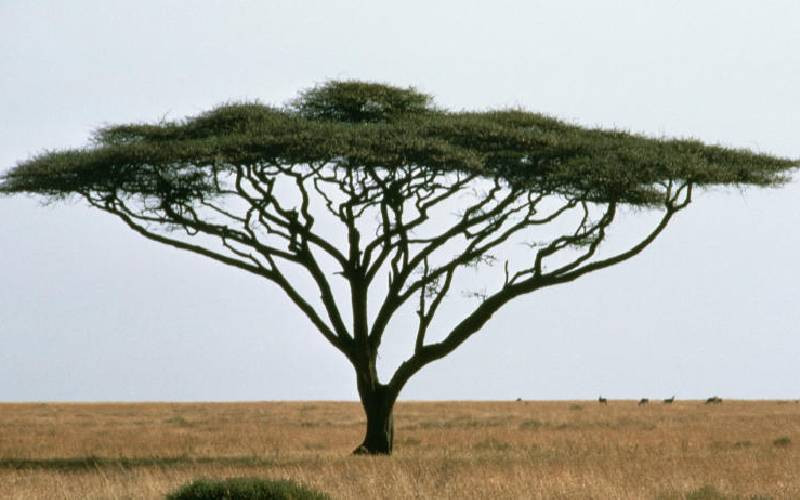 Isiolo faces rapid loss of acacia trees amid human pressure and climate change