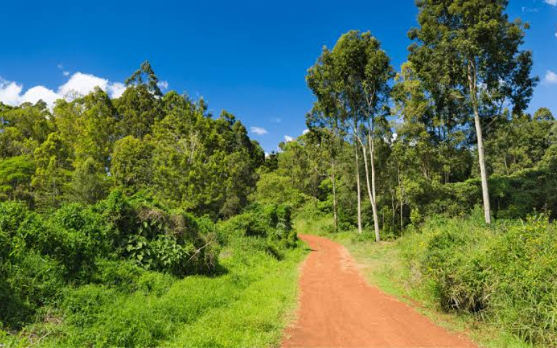 Karura, Ngare Ndare, Aberdares: Kenya's forests shaping more than landscapes