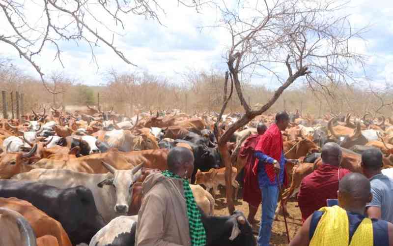 Reprieve as 500 cows seized by...