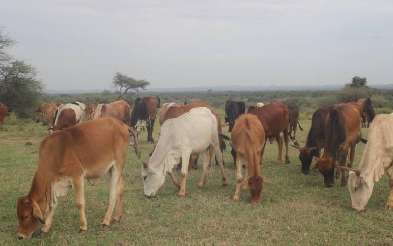 Battling trypanosomiasis to boost food security in Lambwe