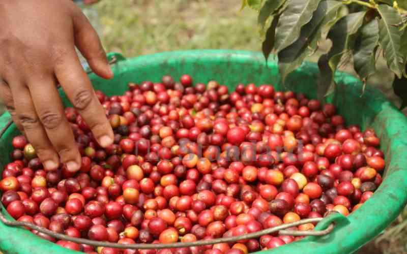 Reforms leave coffee farmers and exporters with bad taste in mouth