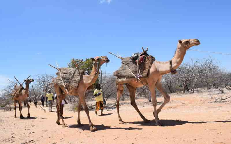 Pastoralists organise Camel Caravan for conservation of River