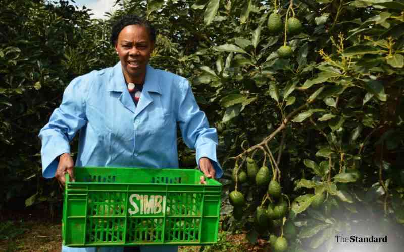 Women in Cherang'any urged to embrace avocado farming