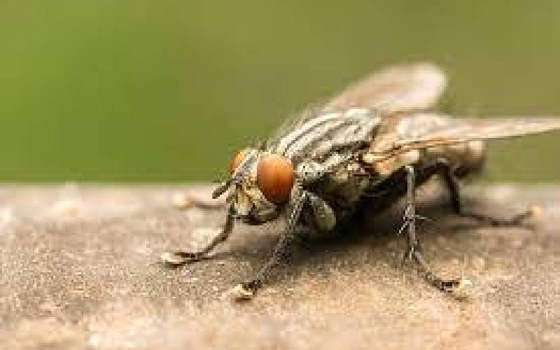 Are houseflies a filthy nuisance or unsung heroes of nature?