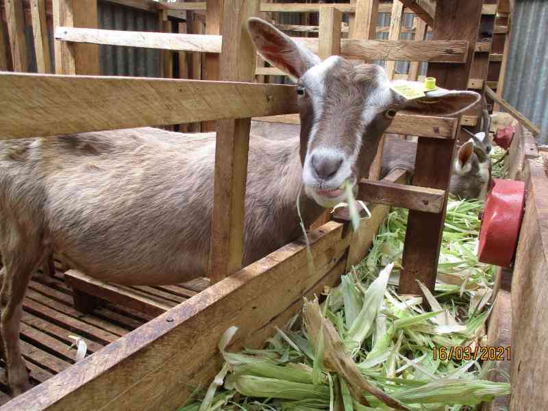 What you need to know about dairy goat farming