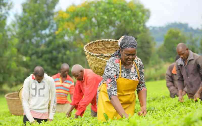Farmers to benefit from China-Kenya Tea Trade Centre