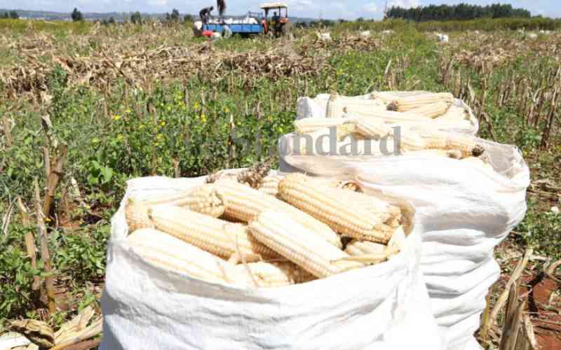 Kenya expects to harvest of 43 million bags of maize