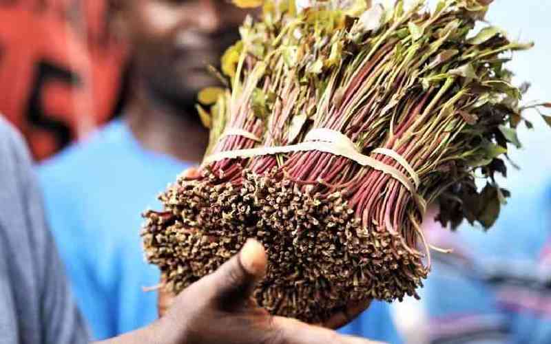 Miraa farmers sue Murkomen, KAA over Sh4,000 levy at JKIA