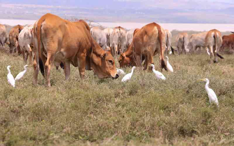 New initiative aims to reduce methane emissions from cows