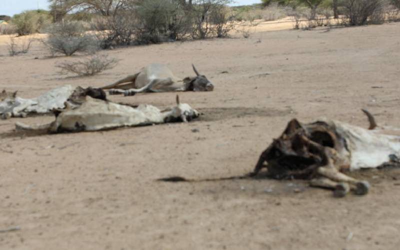 Northern Kenya: Hunger keeps biting as billions remain missing