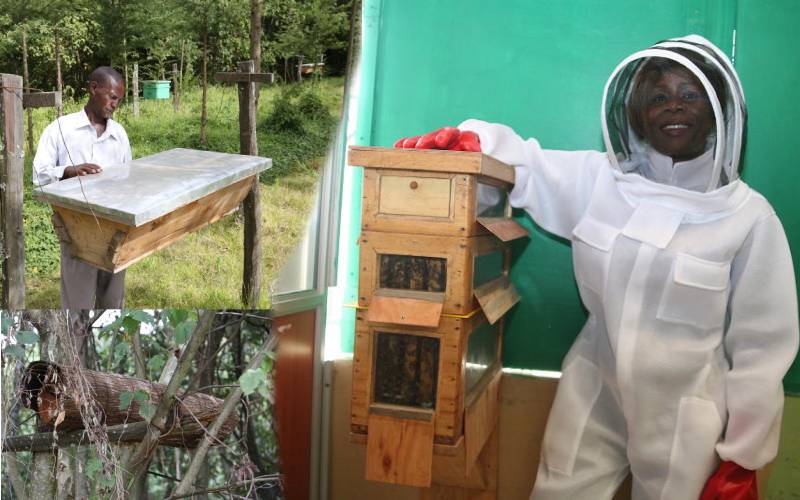 Bee Keeping: How to choose the right hive for high returns