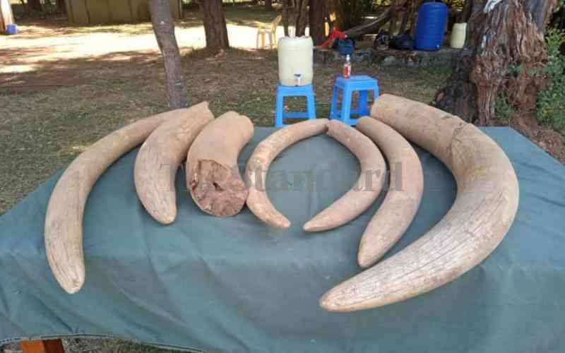 Two charged for illegal trade in elephant tusks