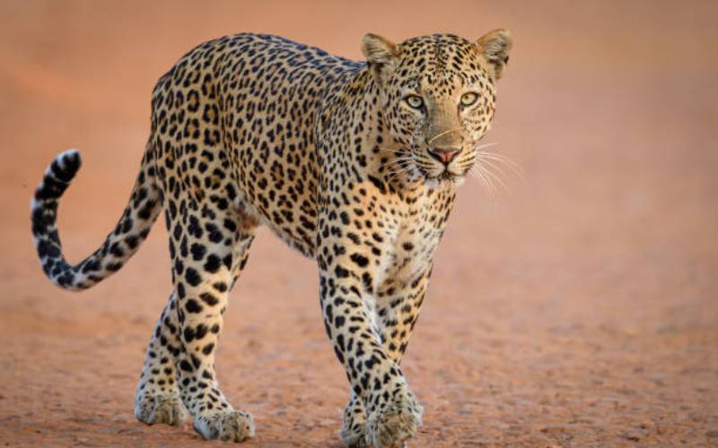 Stray leopard mauls 12 sheep, still on the loose