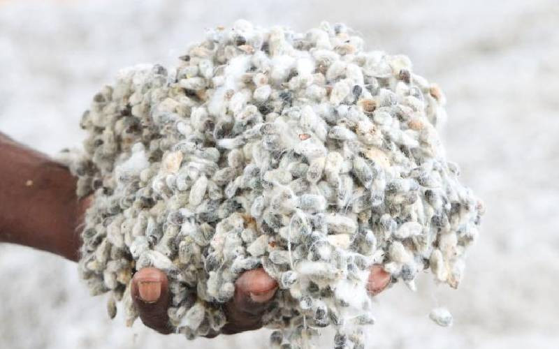 Baringo farmers receive seeds in move to revive cotton farming