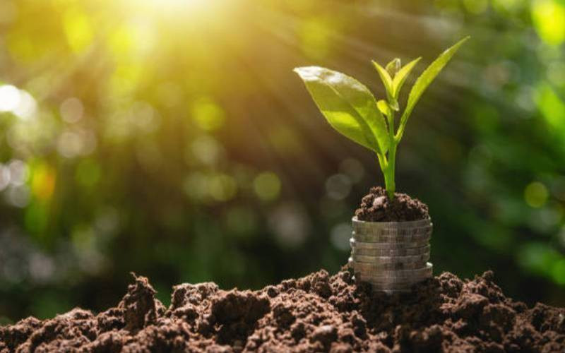 Taranganya High School leads drive to boost forest cover