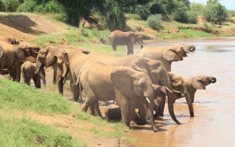Encroachment, climate change threaten Samburu's iconic wildlife