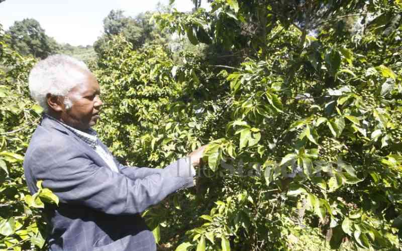 Baringo farmers smell the coffee and return to tending to the crop
