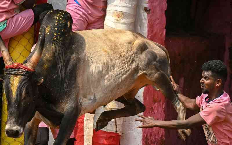 Risking death, Indians mess with the bull at annual festival
