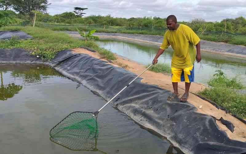 How crocodile attacks led to fish farming venture