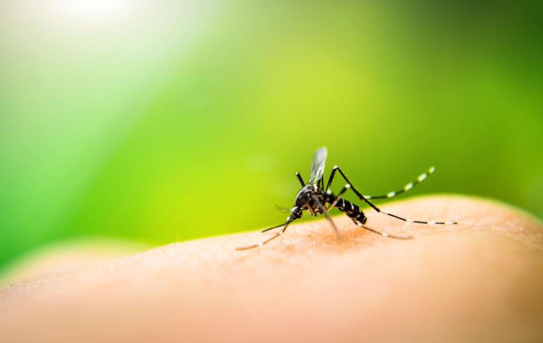 Deadly dengue fever returns, posing threat to lives again