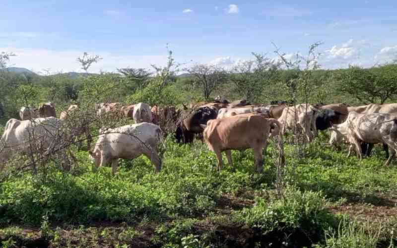 Cattle theft threatens farmers' livelihoods in Kakamega