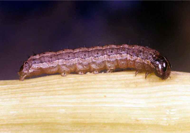 Farmers crying over Fall Army Worm Invasion