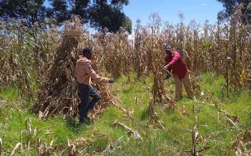 Maize prices drop as harvesting starts