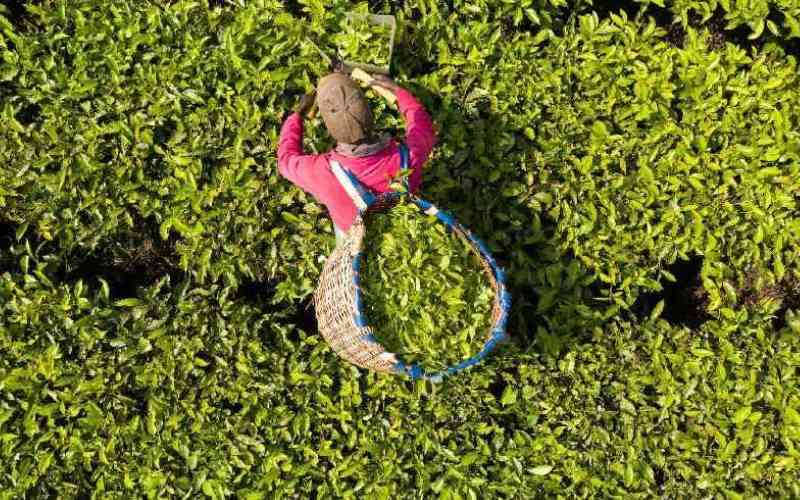 Farmers blame MPs, Senators for oppressive tea levies