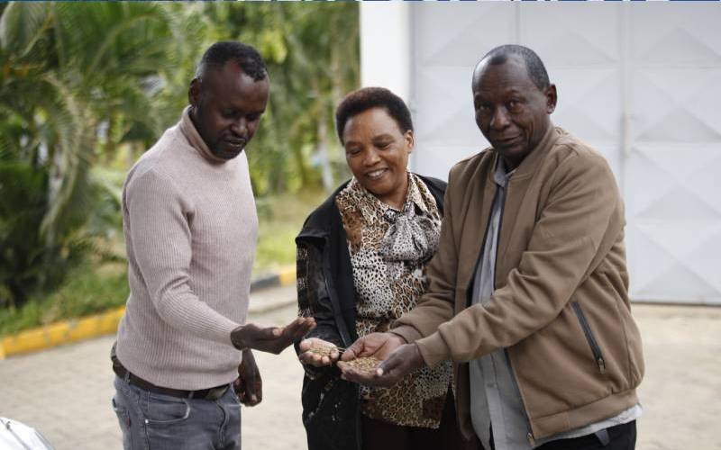 Coriander boom spices up Yatta farmers' livelihoods