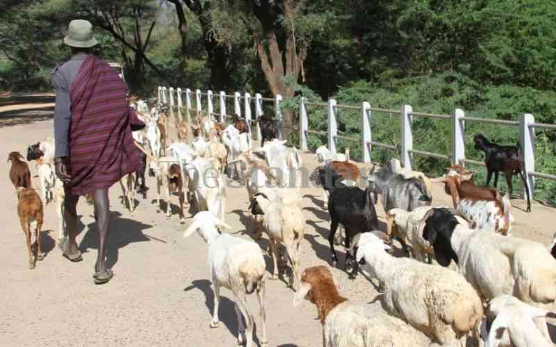 Turkana herders defy Museveni order, cross over to Uganda