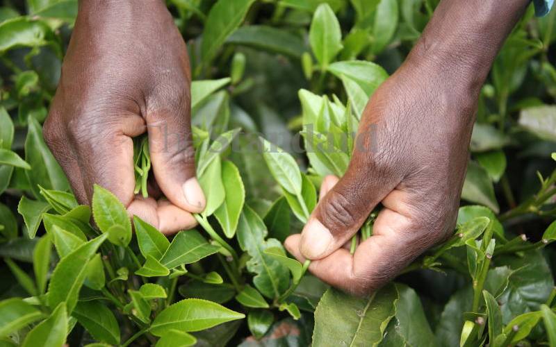 Tea production drop by 31m kilos in a year
