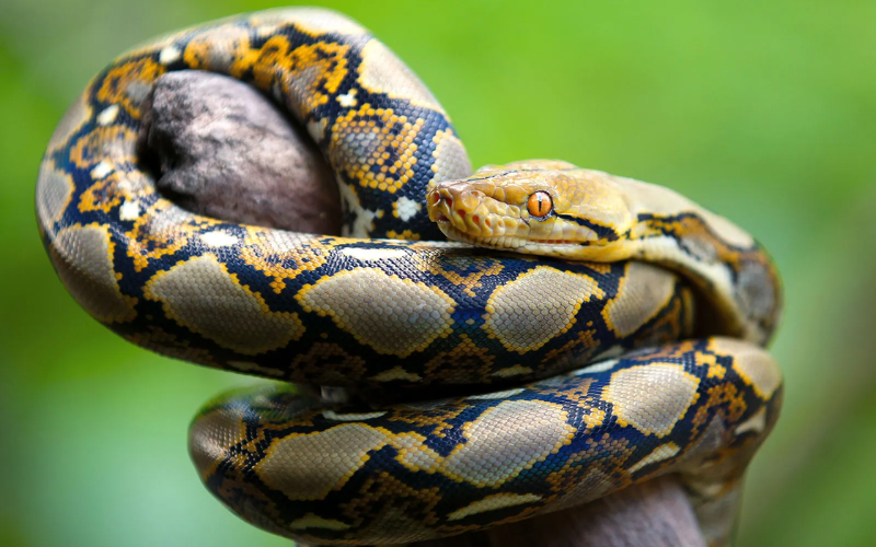 Kapseret farmer seeks KWS help to relocate python after 20 years
