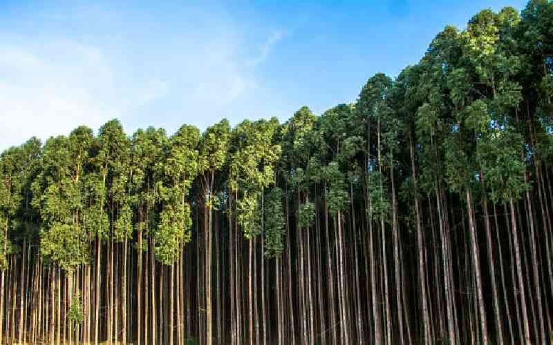 Debate on eucalyptus tree divides Meru residents