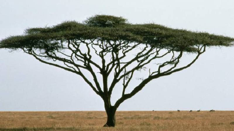 How scientific rulings are changing Kenya's iconic plant names