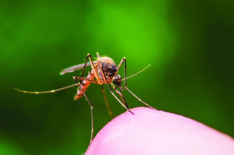 Why Nairobi mosquitoes don't transmit malaria