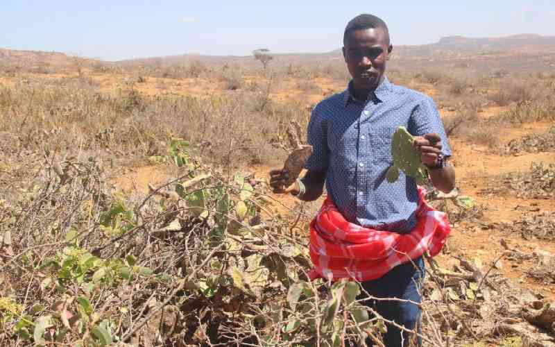 State raises concern over invasive weeds in rangelands amid overstocking