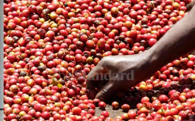 Coffee farmers seek grants from county to revive sector
