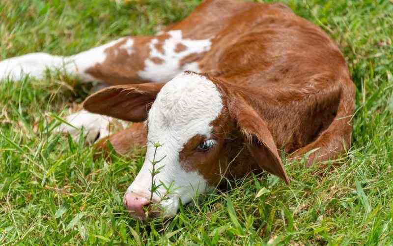 Taking care of calves from birth to 3 months