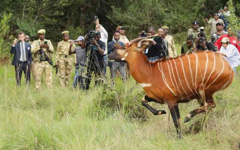 17 mountain bongos make epic return to Kenya from the US