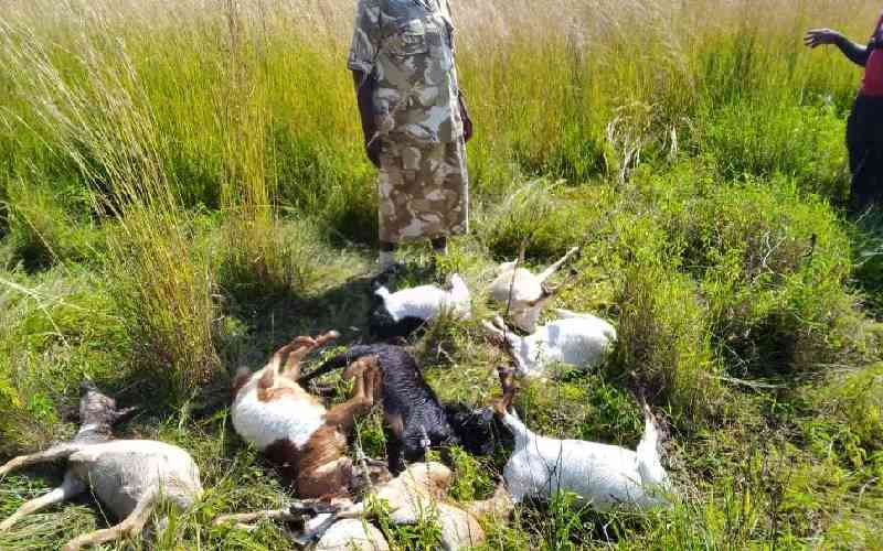 Loss as leopards kill farmer's 198 goats