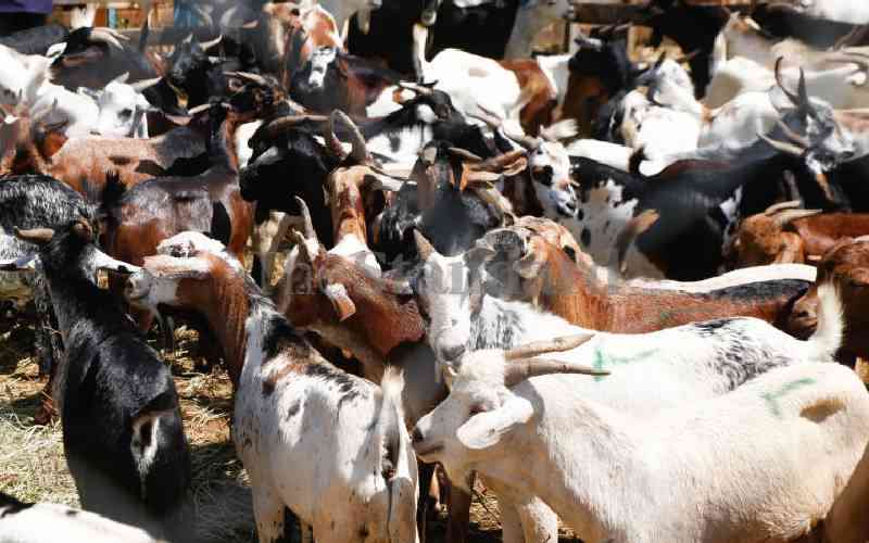 Laikipia residents benefit from 700 goats in restocking programme