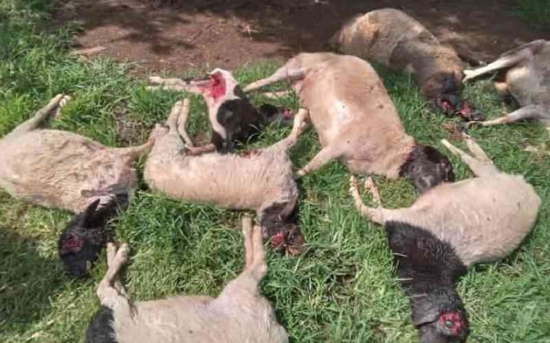 Migori residents want KWS to capture stray leopard