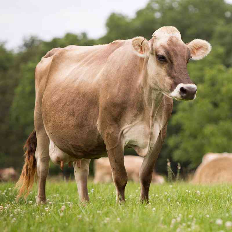 The Brown Swiss: perfect breed for a yummy cheese