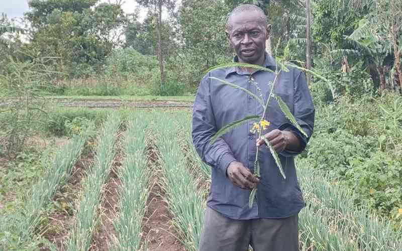 Regenerative agriculture helps Kenyan farmers thrive after floods devastation