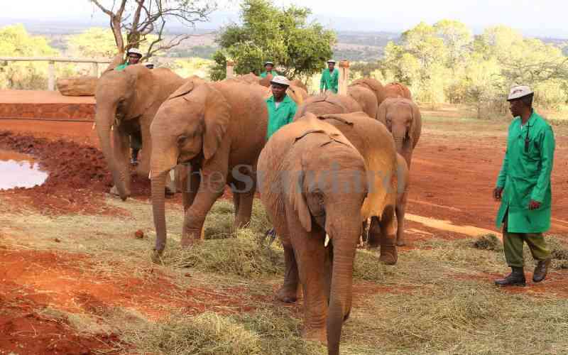 Pastoralists in bid to boost wildlife conservation