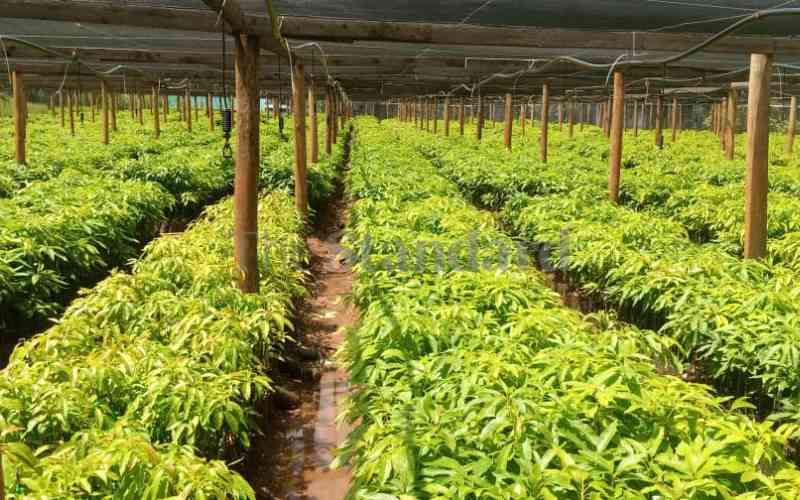 Kisii County to distribute 190,000 avocado seedlings to farmers