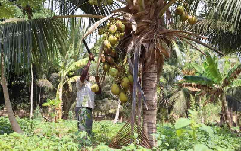 State distributes hybrid coconut tree seedlings to farmers