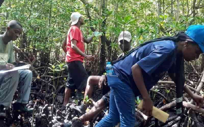 Sh34m windfall: Kwale community tastes 'sweet' carbon credits money