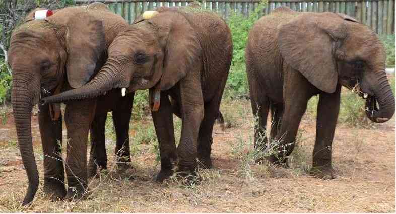 Why these gentle giants don't intermarry: Inside Samburu's Reteti Elephant Sanctuary